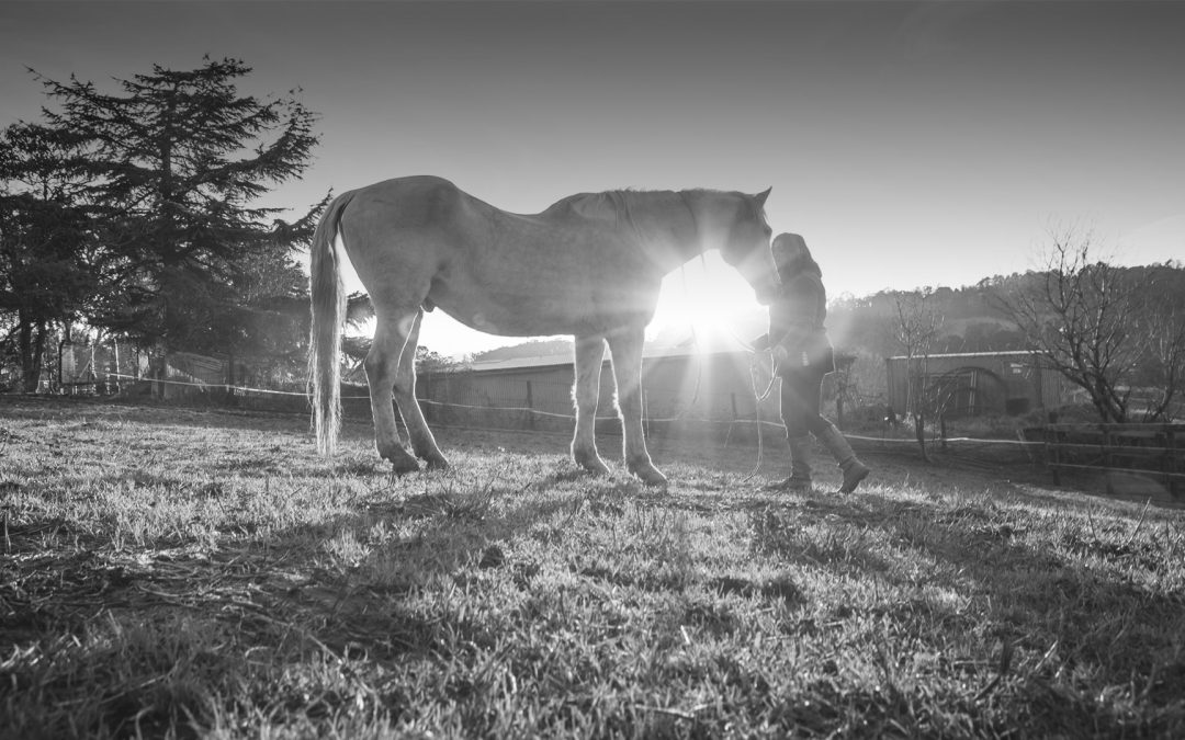 Equine Assisted Psychology