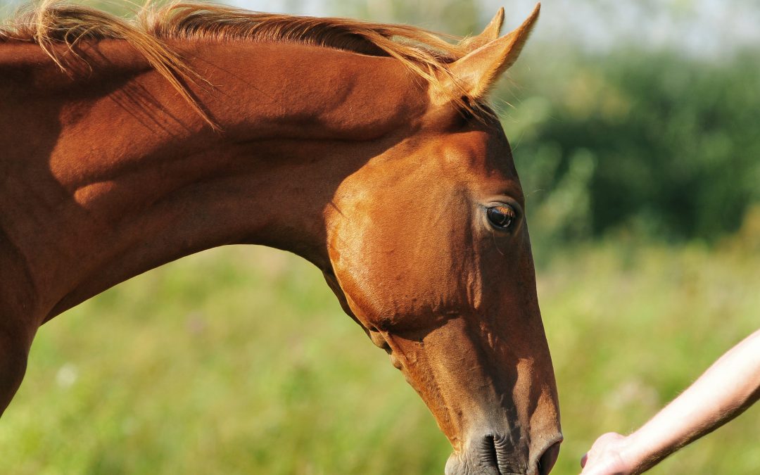 What is Equine Assisted Therapy And How Can It Help?