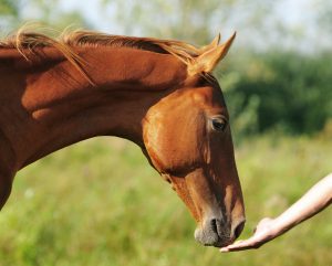 Equine assisted psychology