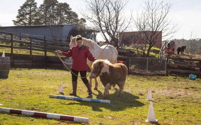 How we can learn from horses in equine assisted therapy