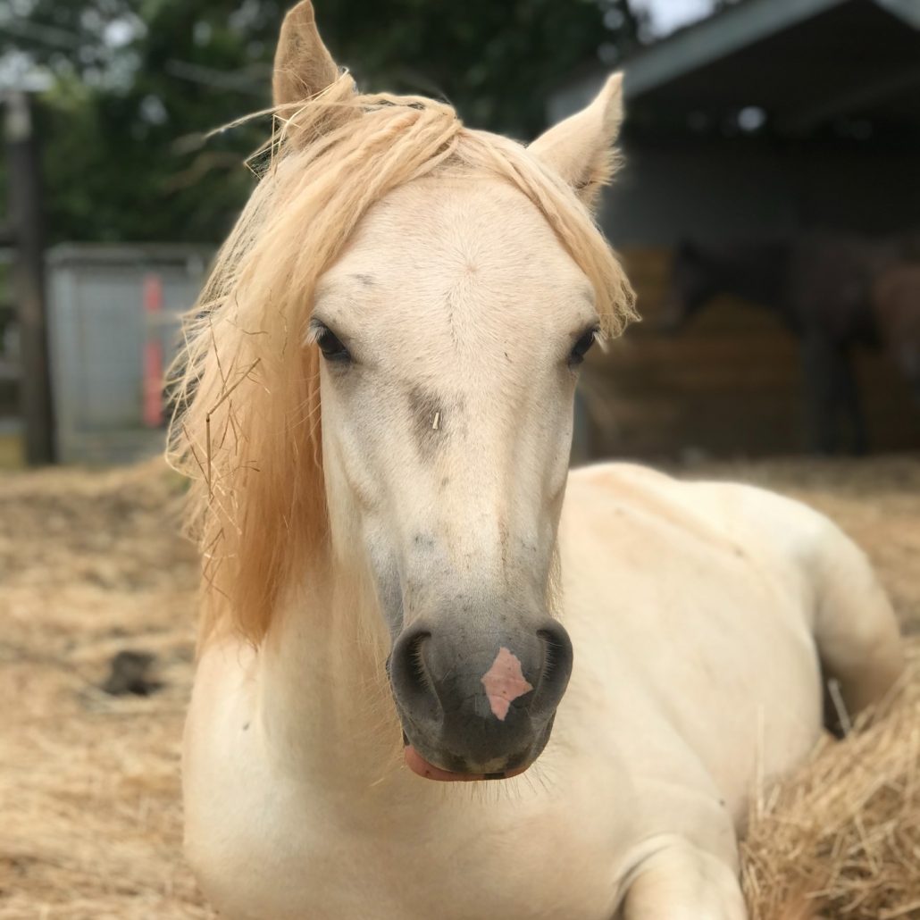 Ted Therapy Horse