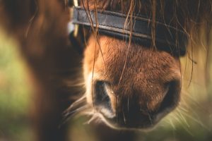 Horses and Limbic Resonance